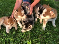 Pui Husky Siberian foto