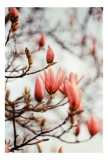Tablou Canvas, "Muguri de magnolie &icirc;n lumină bl&acirc;ndă", Flori, Roz, Ramuri, Primavara, Boboci, Natura, Fragilitate, Lumina, Frumusete, Delicatete, 26 x
