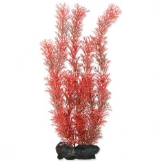 Myriophyllum Heterophyllum (Red Foxtail) - planta Tetra 30 cm, L foto