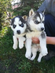Vind pui husky siberian foto