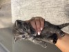 Puiuți British shorthair