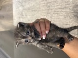 Puiuți British shorthair