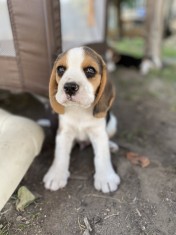 Pui Beagle foto