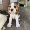Pui Beagle