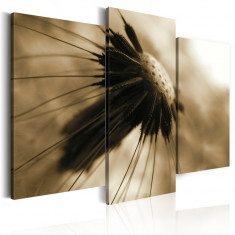 Tablou canvas 3 piese - Adandelion In sepia - 120x100 cm foto