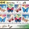 COREEA DE NORD 2002 FAUNA INSECTE FLUTURI