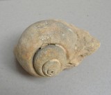 Gasteropod fosil Cretacic