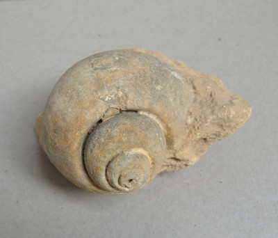 Gasteropod fosil Cretacic foto