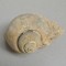 Gasteropod fosil Cretacic