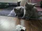 Pui de british shorthair