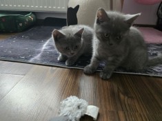 Pui pisica british shorthair