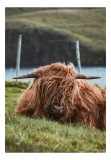 Tablou Canvas, "Vaca Highlander odihnindu-se pe c&acirc;mpie", Nu pot identifica cine este &icirc;n imagine, dar pot să descriu imaginea pentru tine: Blana, Maro,