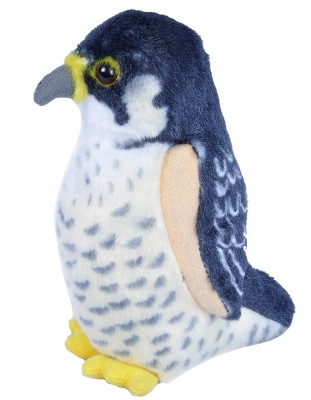 Pasare cu sunet Soim Calator - PEREGRINE FALCON foto