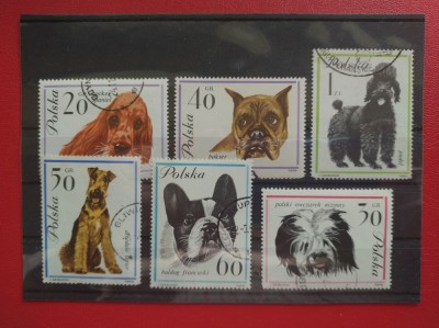 POLONIA - CAINI foto