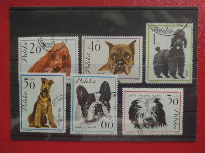 POLONIA - CAINI