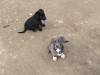 2 femele cane corso