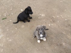 2 femele cane corso