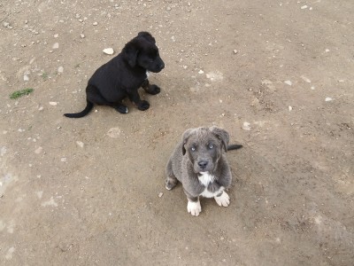 2 femele cane corso foto