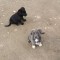 2 femele cane corso