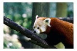Tablou Canvas, "Panda roșu explor&acirc;nd pădurea verde", Roșcat, Drăgălaș, Pufos, Copac, Explorare, Blană, Urechi, Ochisori, Natură, Calm., 39 x 26 cm, CM