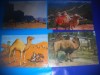 HOPCT LOT NR 418 CAMILA/CAMILE-FAUNA -4 CARTI POSTALE-CIRCULATE