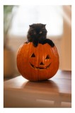 Tablou Canvas, "Pisoi curios &icirc;ntr-un dovleac sculptat", Felina, Dovleac, Negru, Drăgălaș, Halloween, Lumină, Mobilier, Blană, Fereastră, Bucurie, 26 x