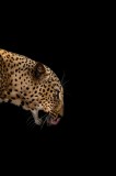 Tablou Canvas, "Leopard &icirc;n &icirc;ntunericul nopții africane", Panteră, Eleganță, Concentrare, Contrast, Mistic, Grație, Agilitate, Puncte, 26 x 39 cm, CMCL