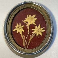 Trei flori de colt, culese din statiunea elvetiana Kandersteg datate 1980