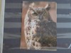 PASARI - BUFNITA - UNGARIA - PE VERSO TIMBRU UNIUNEA CERCETASILOR CU STAMPILA SPECIALA COMEMORATIVA - NECIRCULATA., Fotografie