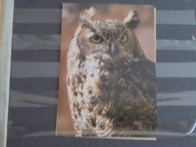 PASARI - BUFNITA - UNGARIA - PE VERSO TIMBRU UNIUNEA CERCETASILOR CU STAMPILA SPECIALA COMEMORATIVA - NECIRCULATA. foto