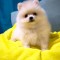 pomeranian boo