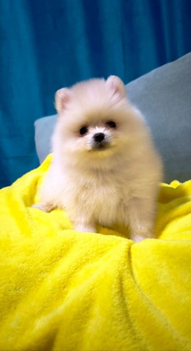 Pomeranian rasa pura