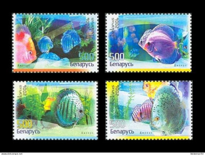 BELARUS 2006-PESTI DE ACVARIU-Serie de 4 timbre nestampilate MNH foto
