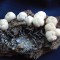 Specimen minerale - OUA DE FLOROCALCIT PE SIDERIT (CV 3M)