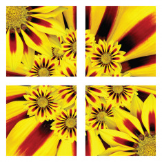 Tablou canvas 4 piese - Floarea soarelui