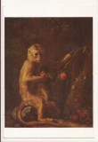 FA95 -Carte Postala- ANGLIA - Walker art gallery, Liverpool - George Stubbs, A monkey , necirculata