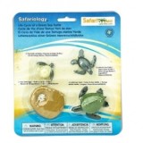 Ciclul de viata la broasca testoasa de mare