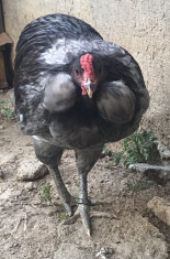 Vand pereche gaini araucana cu favoriti mari si egali foto