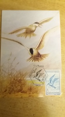 C12 - maxima Romania - tematica pasari 36 - prima zi a emisiunii sau expozitii foto