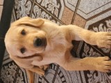 Labrador Retriever Auriu Puiut Mascul