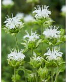 Monarda Schneewittchen, Bergamot, Menta Indiana,1buc, Radacina, Alb, (la ghiveci)