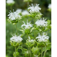 Monarda Schneewittchen, Bergamot, Menta Indiana,1buc, Radacina, Alb, (la ghiveci)
