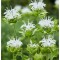 Monarda Schneewittchen, Bergamot, Menta Indiana,1buc, Radacina, Alb, (la ghiveci)