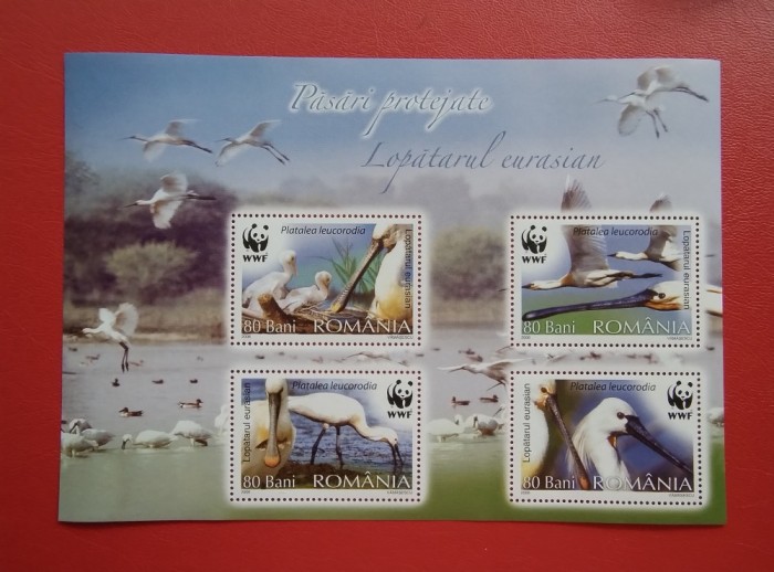 2006 - PASARI PROTEJATE - LOPATARUL EURASIAN