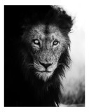 Tablou Canvas, "Regele &icirc;ntunecat al savanei africane", Leu, Regalitate, Forță, &Icirc;ntunecat, Privire, Mister, Noblețe, Putere, 26 x 39 cm, CMCLASS