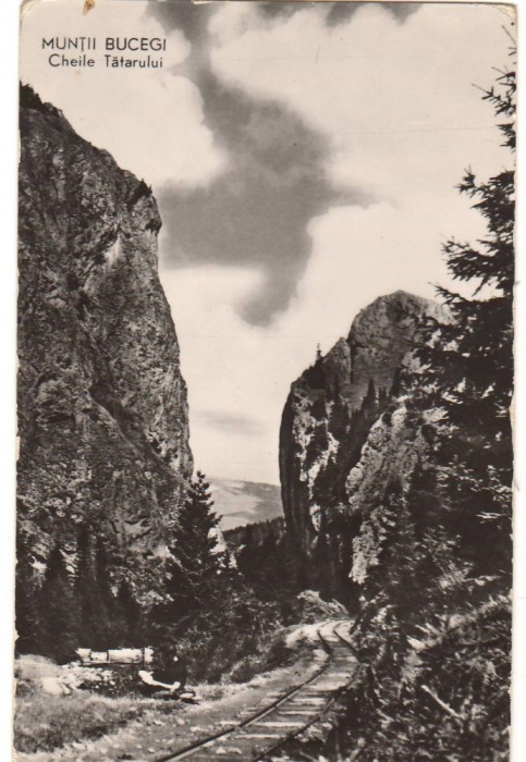 CPIB 22714 - CARTE POSTALA - MUNTII BUCEGI. CHEILE TATARULUI, RPR, NECIRCULATA