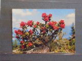 LIECHTENSTEIN - FLORI DE RHODODENDROM FERRUGINEUM - 1964 - CIRCULATA, TIMBRATA