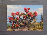 LIECHTENSTEIN - FLORI DE RHODODENDROM FERRUGINEUM - 1964 - CIRCULATA, TIMBRATA, Fotografie