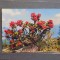 LIECHTENSTEIN - FLORI DE RHODODENDROM FERRUGINEUM - 1964 - CIRCULATA, TIMBRATA