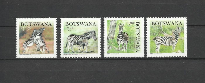 BOTSWANA 2024 FAUNA ANIMALE SALBATICE ZEBRE